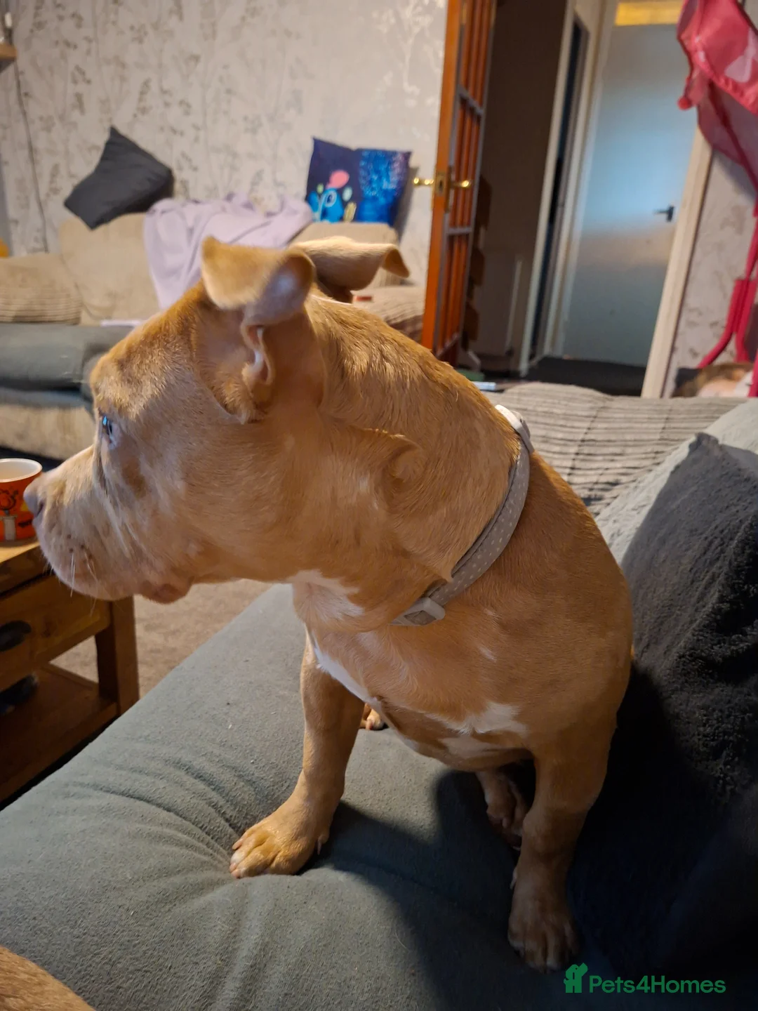 Mixed Breed dogs for sale: Beautiful girls needs a new home  - Advert 2