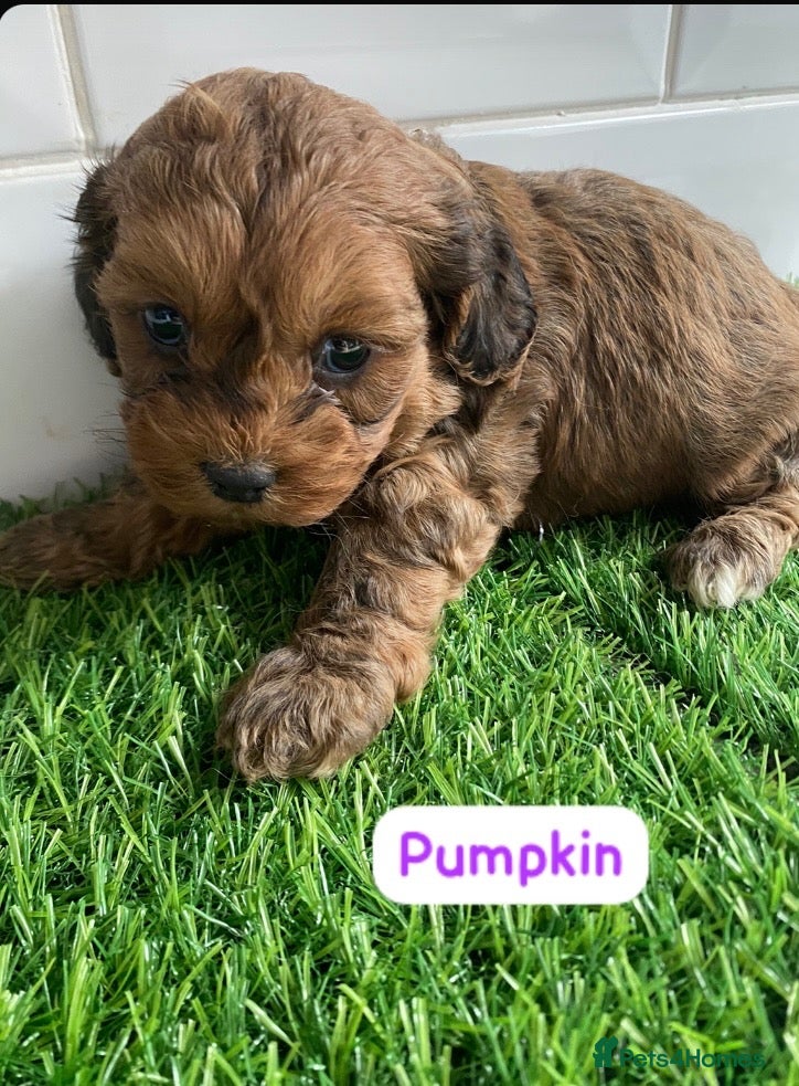 Cavapoo dogs F1 toy cavapoo puppies health tested  - Advert 1