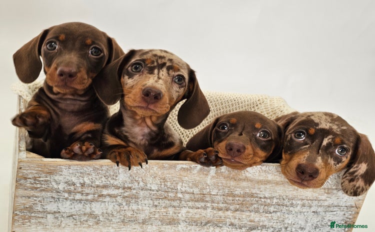 Dachshund dogs - Advert 15