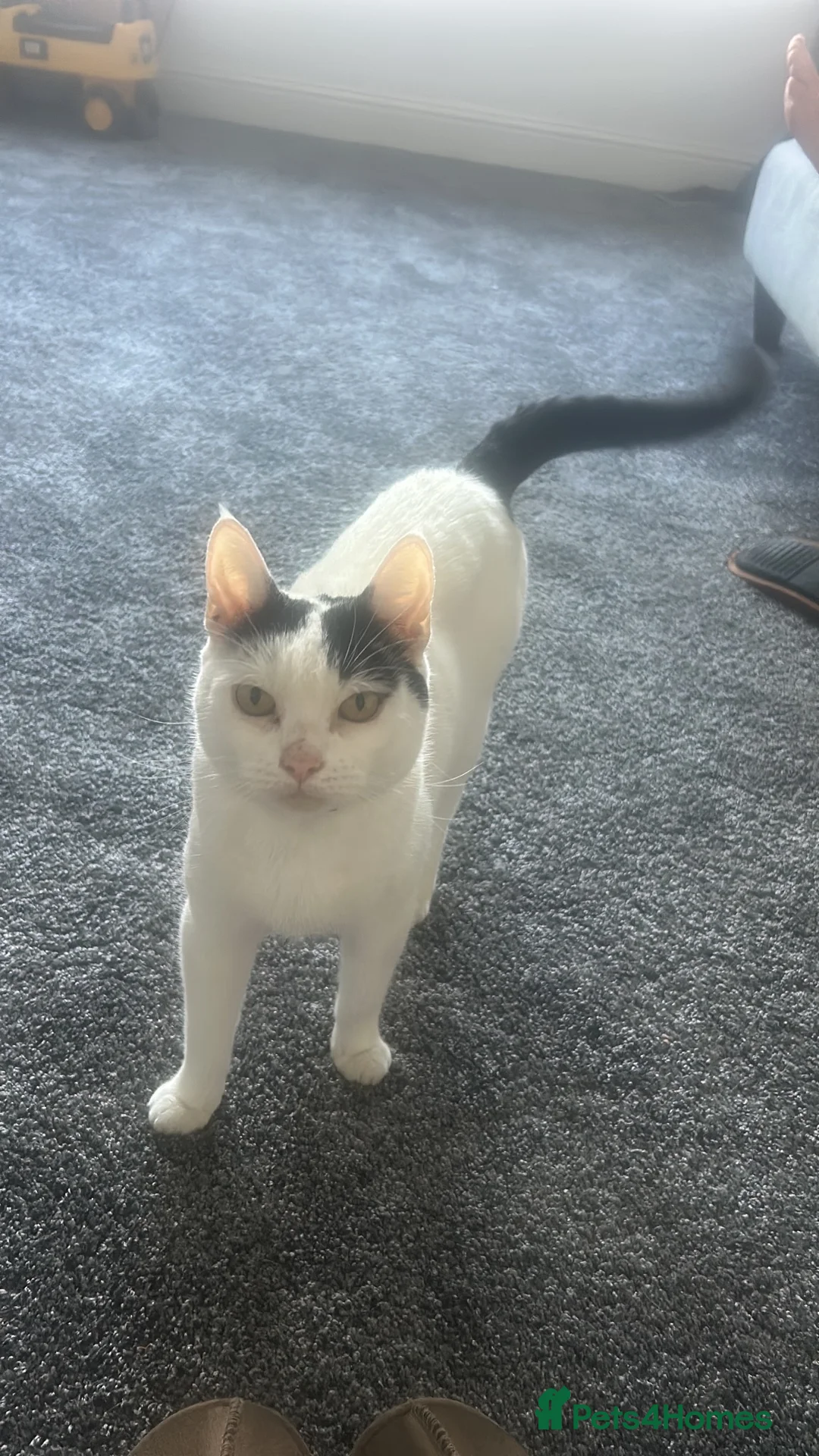 British Shorthair cats for sale: 4 male kittens  - Advert 1