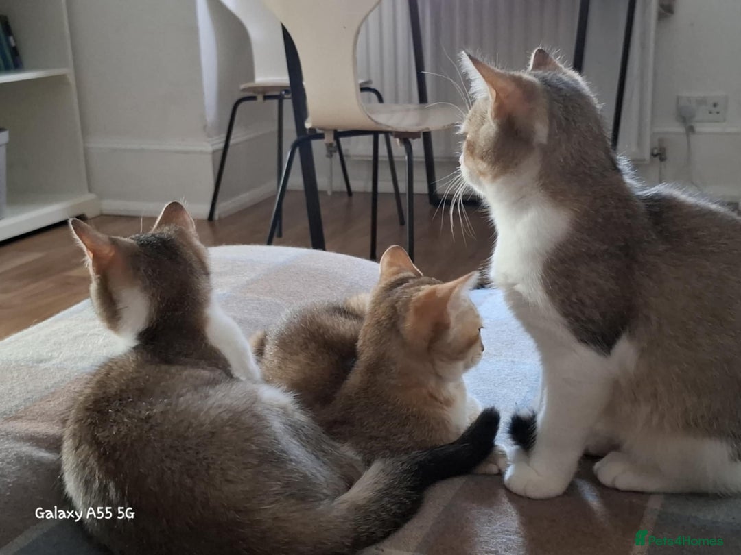 British Shorthair cats for sale: British short hair gold  - Advert 4