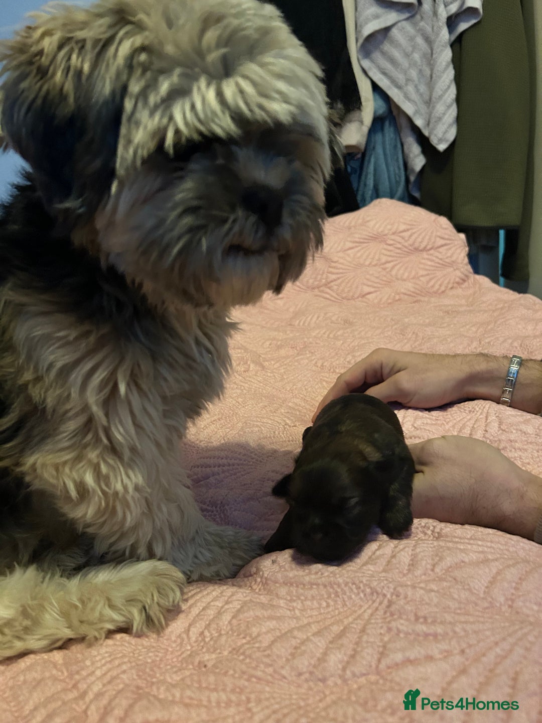 Shih Tzu dogs for sale: One dark brown male shihtzu - Advert 2