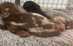 Miniature Dachshund dogs for sale: Chocolate Miniature Wieners pups!! - Image 6