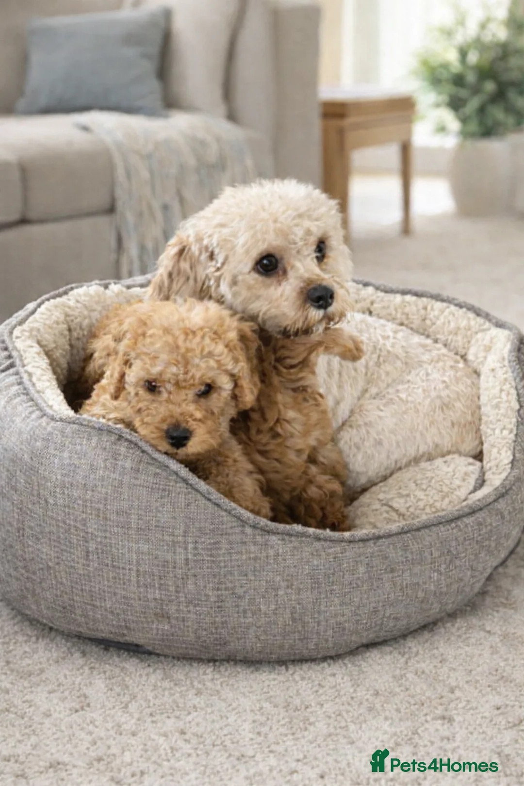 Cavapoochon dogs for sale: Stunning pups  - Advert 2