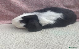 Mini Lop rabbits for sale: Pure bred mini lops - ready to leave  - Image 7