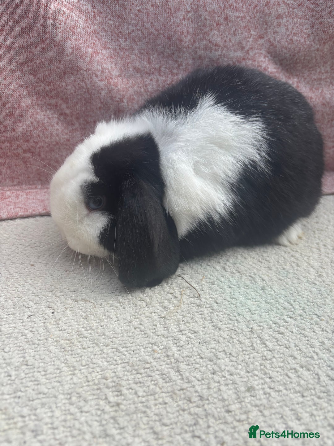 Mini Lop rabbits for sale: Pure bred mini lops - ready to leave  - Image 7