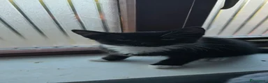 Mixed Breed 3 - Girl