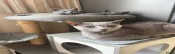 Russian Blue cats for sale: Lats one! Beautiful Russian Blue female kitten  - Advert 1