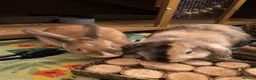 Mixed Breed rabbits for sale: Cinnamon and Rusty for adoption - Advert 3