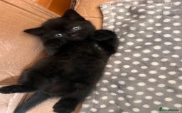 British Shorthair cats for sale: Black BSH x kittens  - Image 4