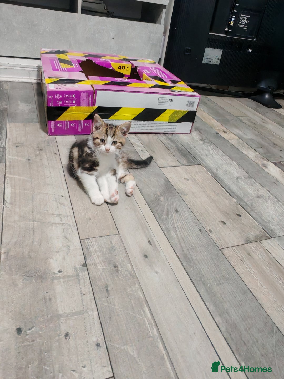 Mixed Breed cats for sale: Kittens for sale!  - Advert 14