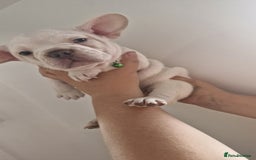 French Bulldog dogs for sale: Lovley frenchie puppies  - Image 8