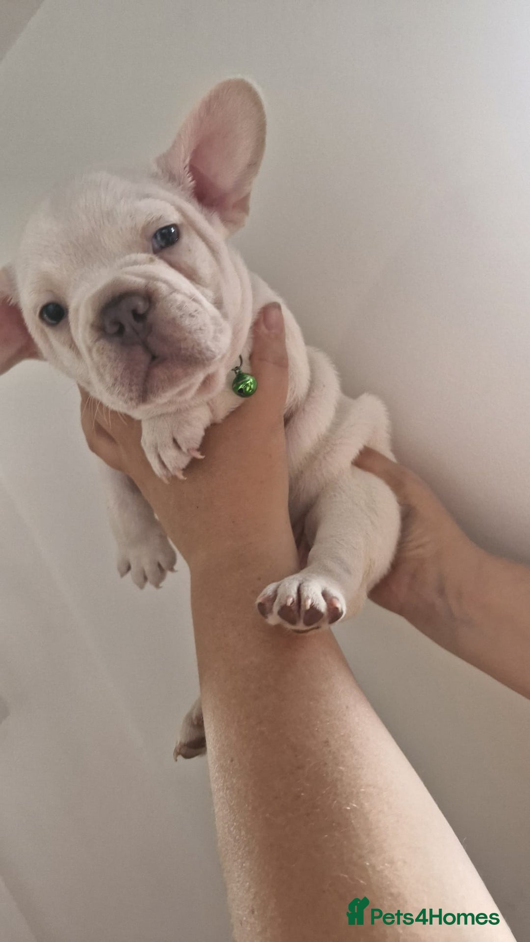 French Bulldog dogs for sale: Lovley frenchie puppies  - Image 8