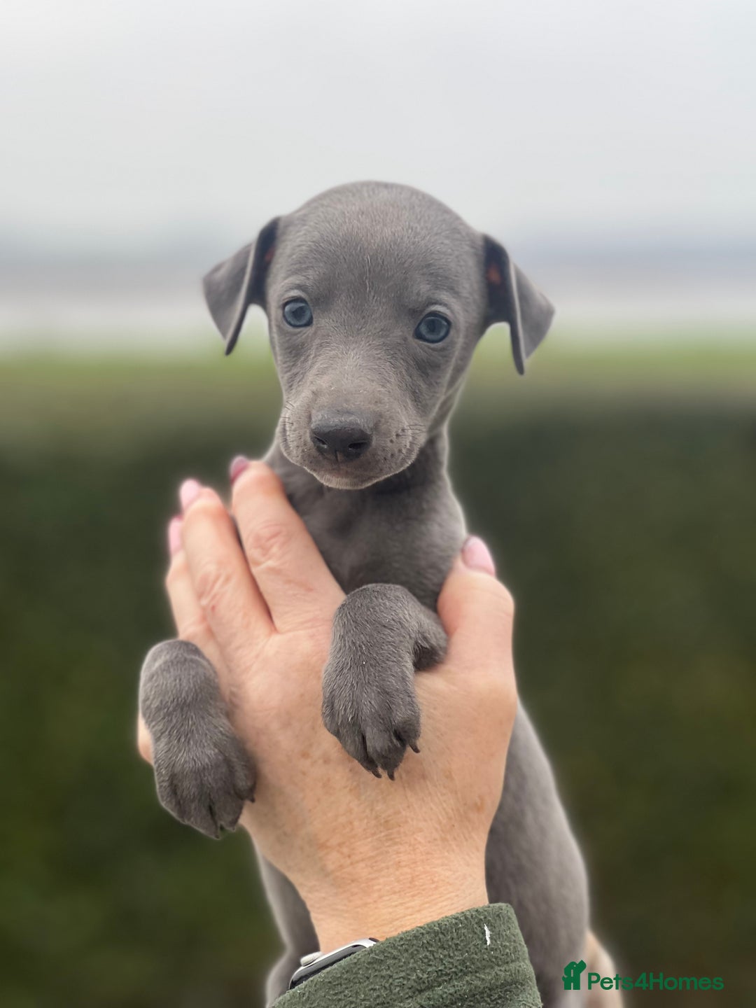 Whippet dogs for sale: Top Quality Whippet Puppies  - Advert 11