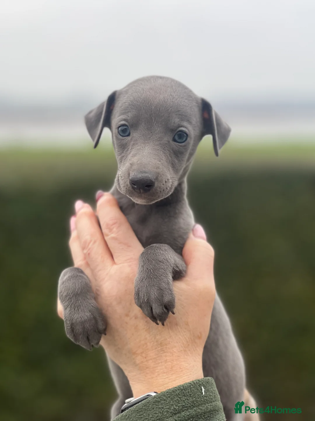 Whippet dogs for sale: Top Quality Whippet Puppies  - Advert 11
