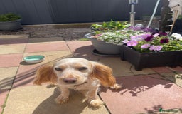 Cocker Spaniel dogs for sale: KC REGISTERED COCKER SPANIELS  - Image 14