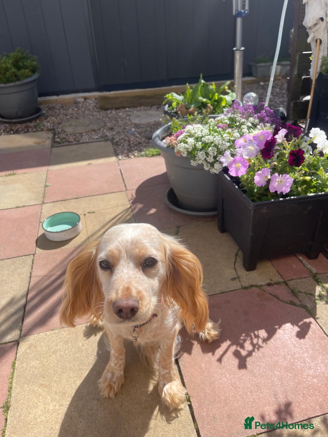 Cocker Spaniel dogs for sale: KC REGISTERED COCKER SPANIELS  - Image 14