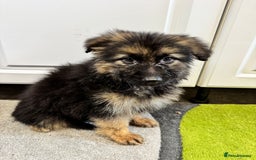 German Shepherd dogs for sale: German shepherd puppies  - Image 15