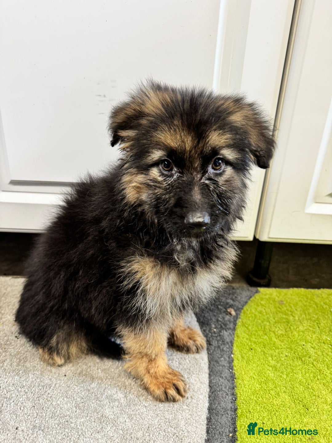 German Shepherd dogs for sale: German shepherd puppies  - Image 15