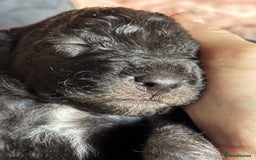 Bedlington Terrier dogs for sale: Beautiful baby Bedlington Terriers - Image 9