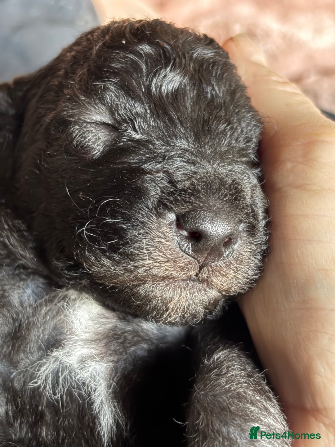 Bedlington Terrier dogs for sale: Beautiful baby Bedlington Terriers - Image 9