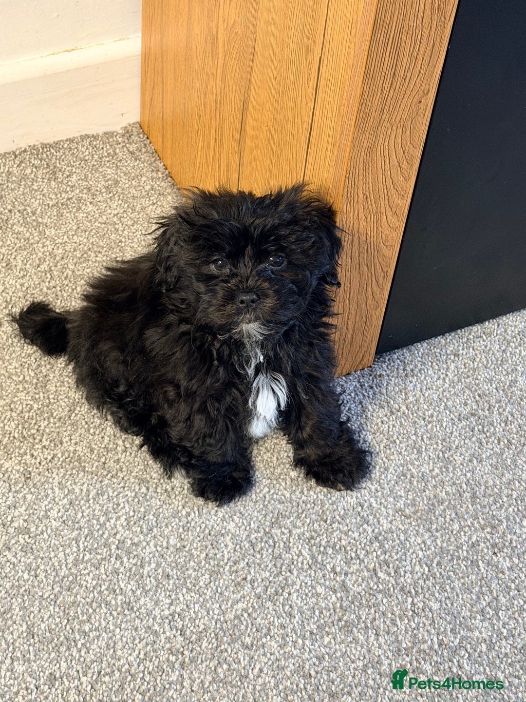 Zuchon dogs for sale: Shihzu x Bichion x Westie - Advert 6