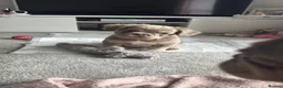 French Bulldog dogs for stud: 🐾 fluffy French Bulldog available for Stud 🐾 - Advert 13
