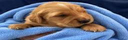 Golden Retriever dogs for sale: Fox red golden retrievers RKC registered  - Advert 5