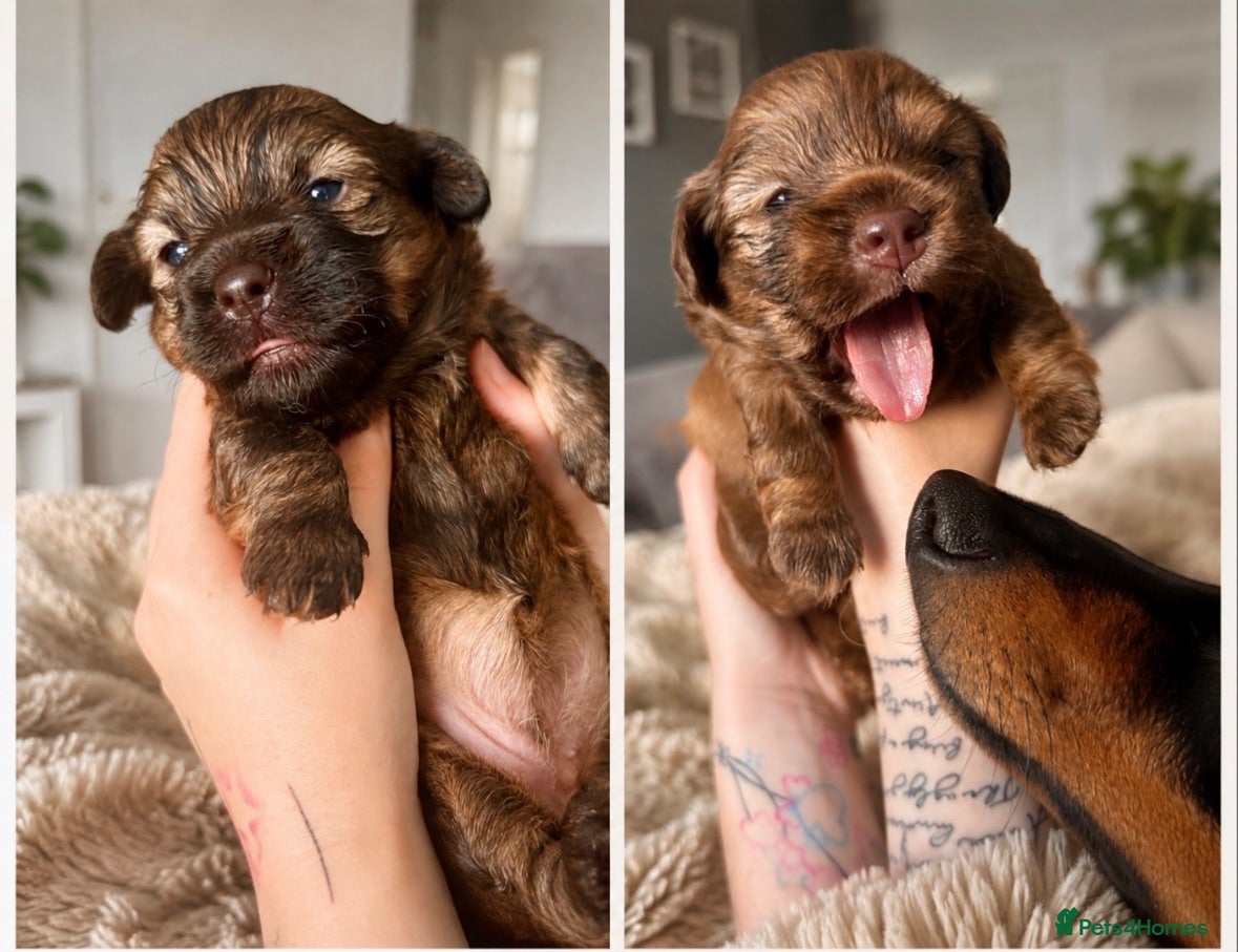 Mixed Breed dogs Gorgeous Shih Tzu × Mini Dachshund Puppies 🐾 - Advert 7