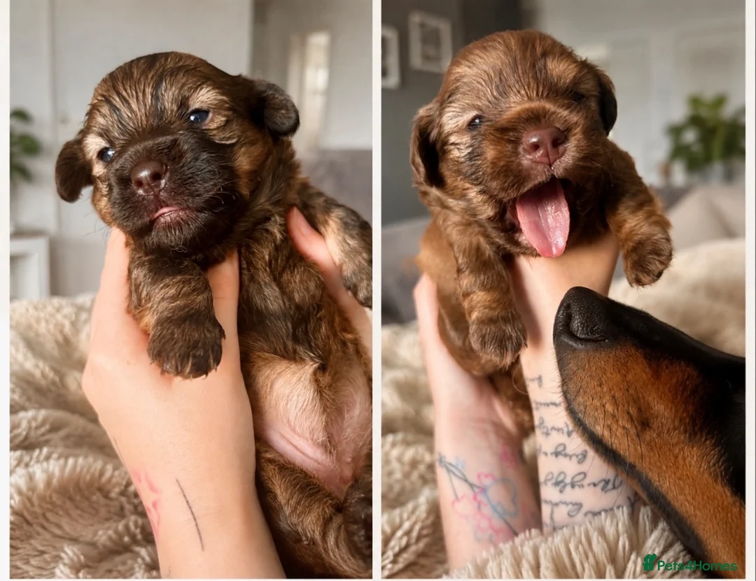 Mixed Breed dogs for sale: Gorgeous Shih Tzu × Mini Dachshund Puppies 🐾 in Neath - Advert 1