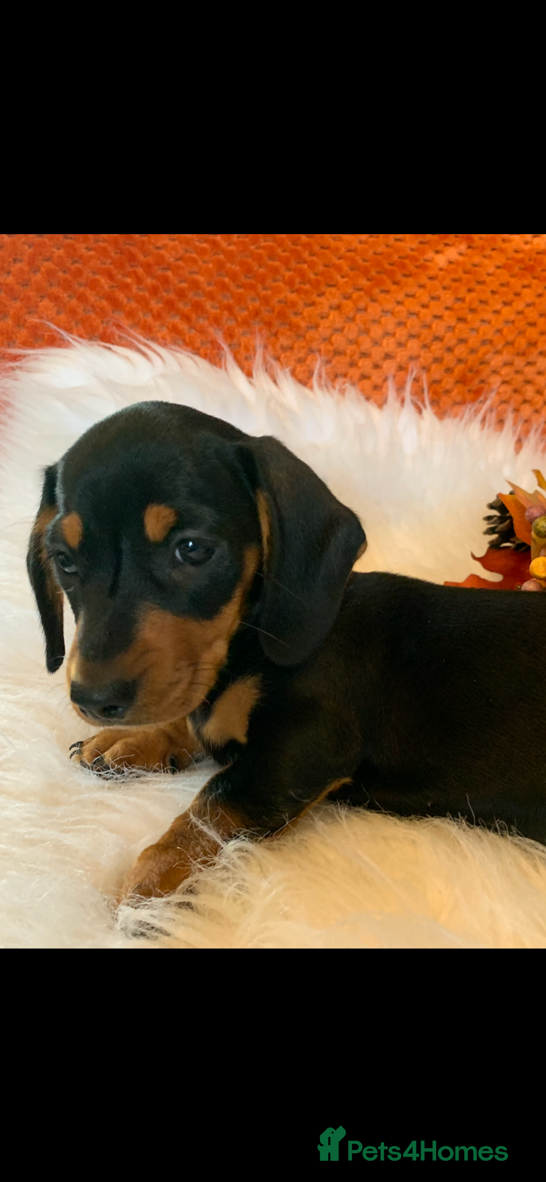 Miniature Dachshund dogs for sale: Minature daschund black and tan female available - Image 8