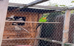 Parakeets birds for sale: Pair of Barrabands  - Image 1