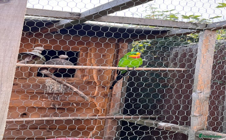Parakeets birds - Advert 1
