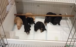 Cocker Spaniel dogs for sale: QUALITY COCKER SPANIAL PUPPIES VARIOUS COLOURS - Image 9