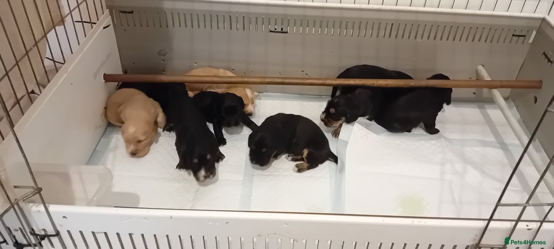 Cocker Spaniel dogs for sale: QUALITY COCKER SPANIAL PUPPIES VARIOUS COLOURS - Image 9