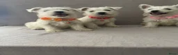 West Highland Terrier dogs for sale: Beautiful west highland terrier puppy’s  - Advert 9