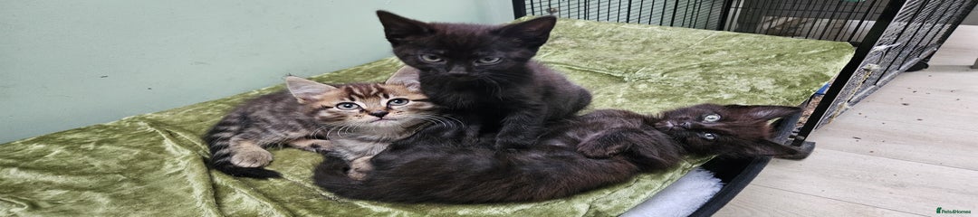 Mixed Breed Kitten 2