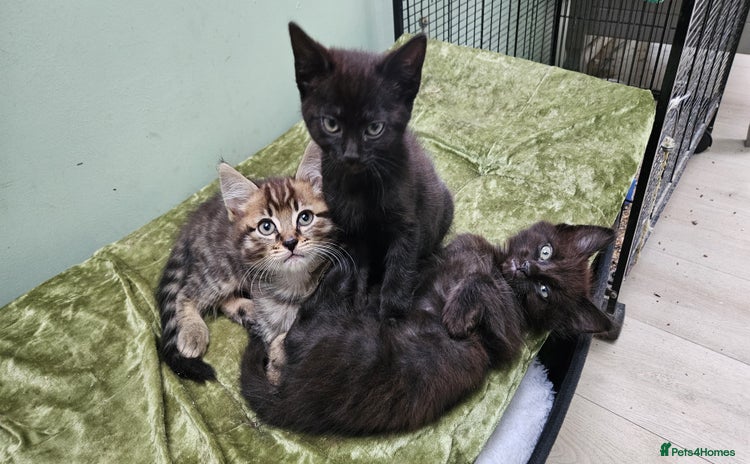 Mixed Breed cats - Advert 4