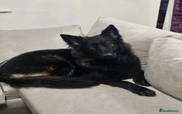 German Shepherd dogs for sale: KC Czech GSD  - Image 4