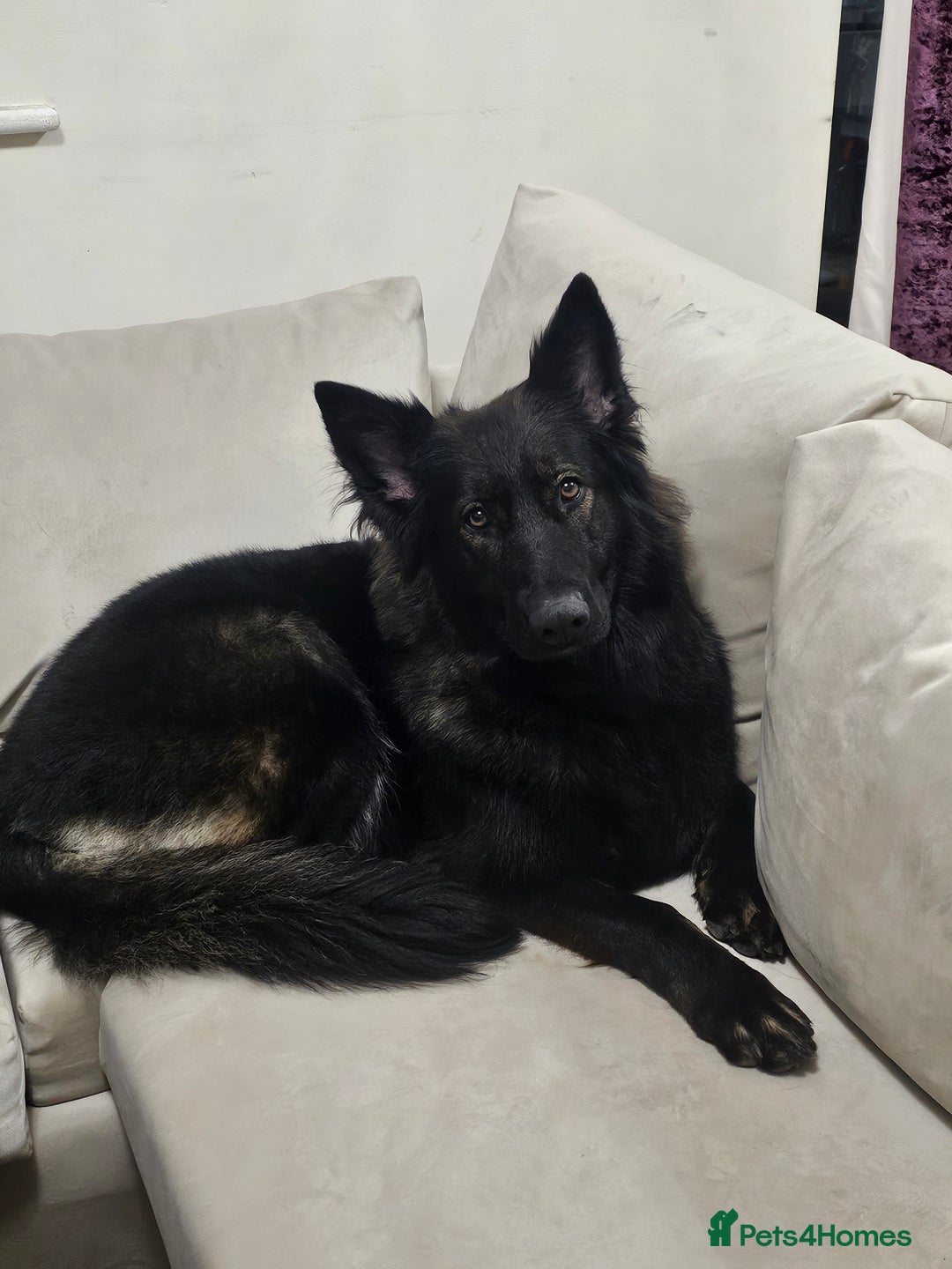 German Shepherd dogs for sale: KC Czech GSD  - Image 4