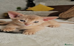 Abyssinian cats for sale: Abyssinian Kittens - Image 26