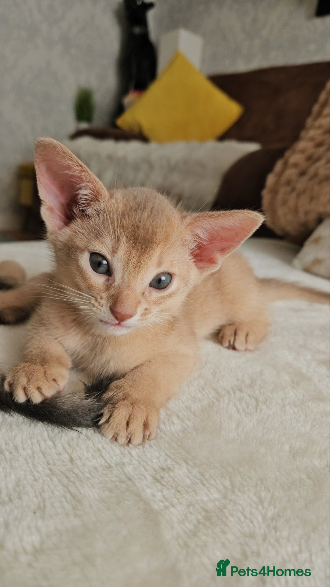 Abyssinian cats for sale: Abyssinian Kittens - Image 26