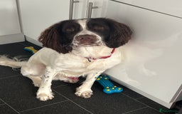 English Springer Spaniel dogs for stud: English Springer Spaniel for *STUD* - Advert 7