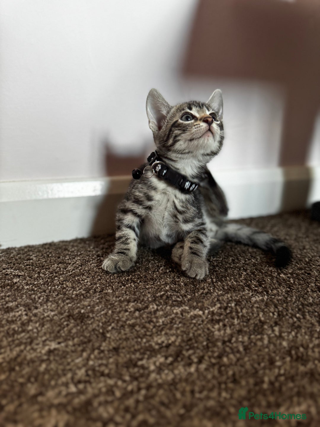 Bengal cats for sale: 🐆✨[REDUCED TO CLEAR!!] LAST THREE PURE BENGAL’S❤️ - Image 14