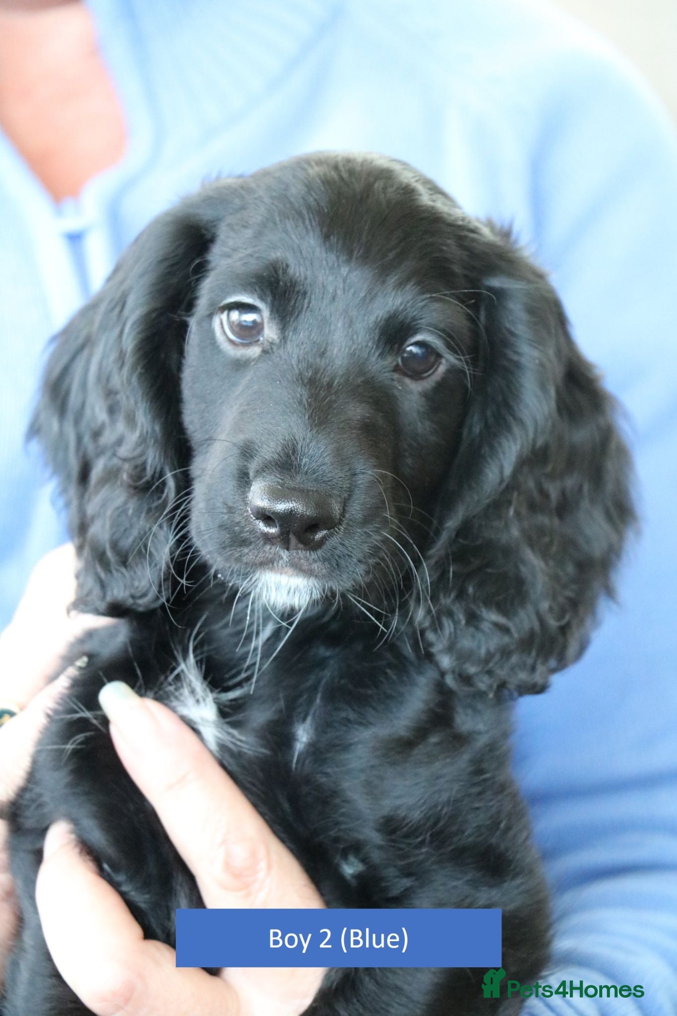 Cocker Spaniel dogs Health Tested Cocker Spaniel Puppies - Advert 17