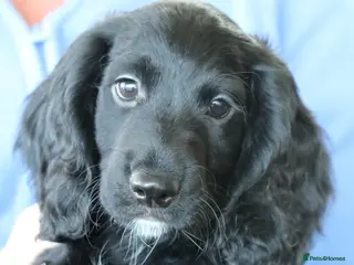 Cocker Spaniel dogs Health Tested Cocker Spaniel Puppies - Advert 17
