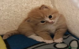 Ragdoll cats for sale: Fluffy, Gentle, Cuddly, Affectionate Kittens - Image 9