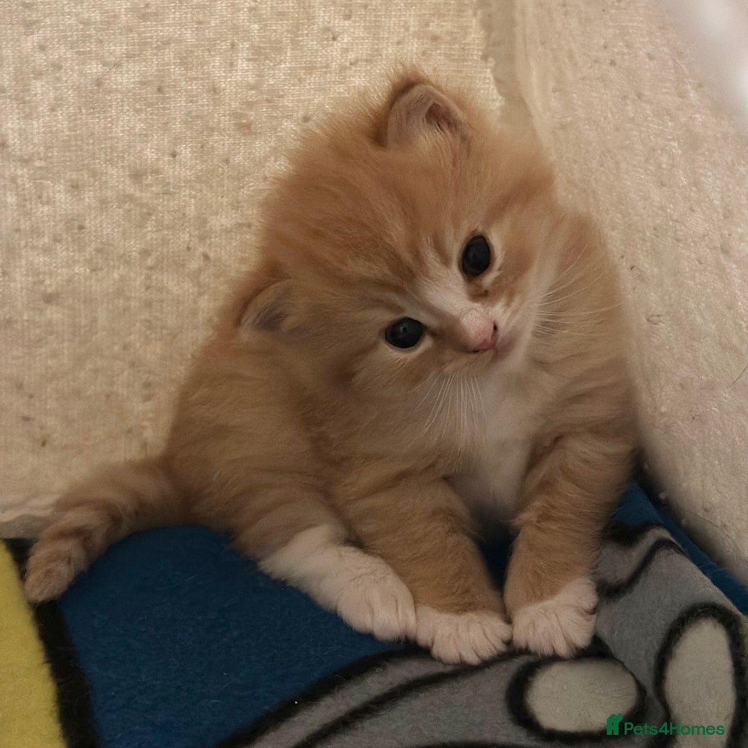 Ragdoll cats for sale: Fluffy, Gentle, Cuddly, Affectionate Kittens - Image 9