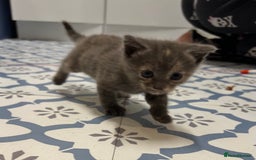 Domestic Shorthair cats for sale: 2 pretty girls - Image 2