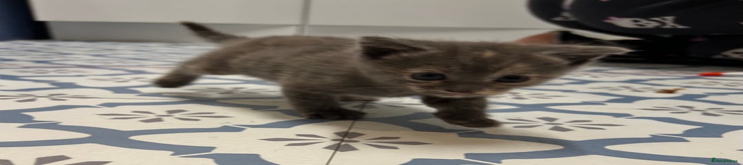Domestic Shorthair Kitten 1